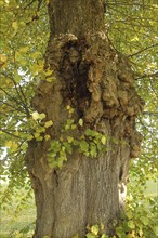 Large-leaved linden (Tilia platyphyllos) trunk with hollows and distinct growths, Allgäu, Bavaria,