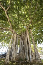 Banyan fig (banyan tree), Waikiki Beach, Honolulu, Oahu, Hawaii, USA, North America