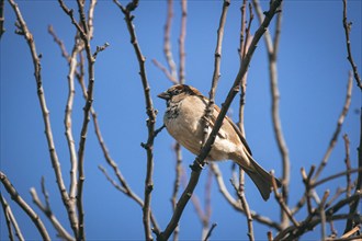 House sparrow (Passer domesticus) male, Lower Austria, Austria, Europe