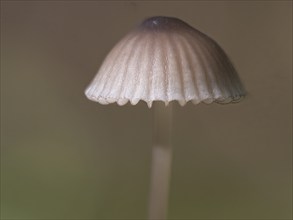 Milking bonnet (Mycena galopus), North Rhine-Westphalia, Germany, Europe