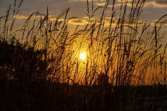 Grass in front of sunrise, Neunkirchen, Lower Austria, Austria, Europe