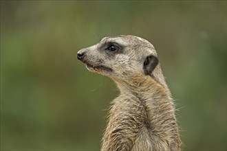 Meerkats (Suricata suricatta), alert, captive, Switzerland, Europe