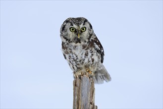 Tengmalm's Owl (Aegolius funereus), Tengmalm's Owl, adult, perch, in the snow, alert, in winter,