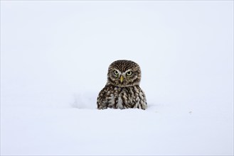 Pygmy Owl (Glaucidium passerinum), adult, in the snow, in winter, portrait, alert, Bohemian Forest,