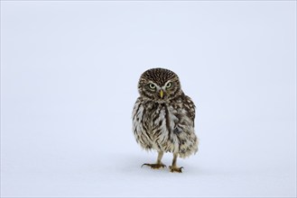 Pygmy Owl (Glaucidium passerinum), adult, in the snow, in winter, alert, Bohemian Forest, Czech