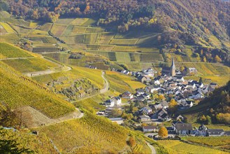 Vineyards in autumn, Mayschoß with parish church, red wine growing region Ahrtal, red wine of the