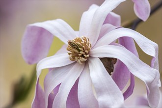 Flower of the star magnolia (Magnolia stellata), Baden-Württemberg, Germany, Europe