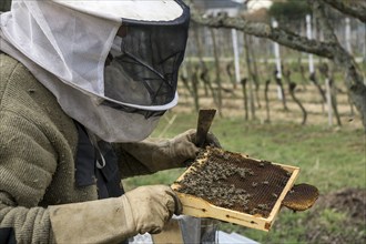 Honey bees (Apis), beekeeper holding frame, bees sitting on honeycomb in frame, Baden-Württemberg,