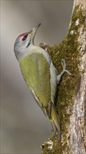 Grey-headed woodpecker (Picus canus), male on a moss-covered rotten tree trunk, biosphere reserve,