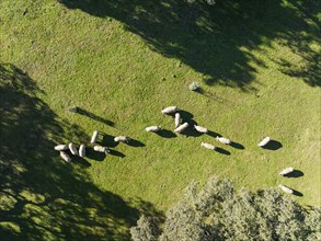 Grazing pigs and holm oaks (Quercus ilex) in the Sierra de Aracena, aerial view, drone shot, Huelva