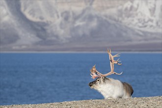 Svalbard Reindeer (Rangifer tarandus platyrhynchus), male, bull with blood-red antlers, tundra in