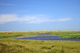 Dune lake De Muy at national park in the Netherlands on island Texel used as watering hole for sea