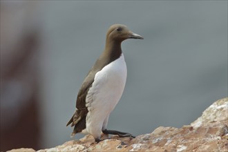 Common Guillemot (Uria aalge), adult, on sandstone rocks, Helgoland, North Sea, Germany, Europe