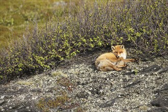 Red fox (Vulpes vulpes) lying on a stone in the tundra, Northern Norway, Scandinavia