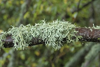 Iceland moss (Cetraria islandica) growing on a branch, southern Sweden, Scandinavia