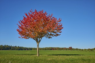 Field landscape, cherry tree, fruit trees, sky, autumn, beeches, Odenwald, Baden-Württemberg,