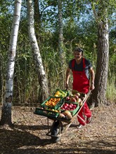 Man in red work trousers pushing wheelbarrow full of different fruits in birch forest, healthy