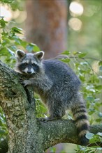 Raccoon (Procyon lotor), climbing curiously on a tree trunk in the forest, Hesse, Germany, Europe