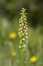 Flowering white butterbur (Pseudorchis albida) on a mountain meadow, Valais, Switzerland, Europe