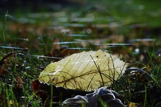 Meadow with cobweb threads, autumn, Germany, Europe