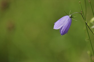 Spreading bellflower (Campanula patula), blue flower, in a meadow, Wilden, North Rhine-Westphalia,