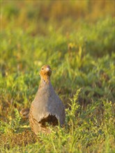 Gray partridge (Perdix perdix), on a fallow land, Solms, Hesse, Germany, Europe