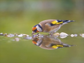 Goldfinch, european goldfinch (Carduelis carduelis) drinking in shallow water, mirror image, Solms,