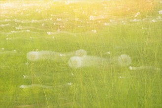 Meadow with dandelions, common dandelion (Taraxacum sect. Ruderalia) or buttercup and stitchworts