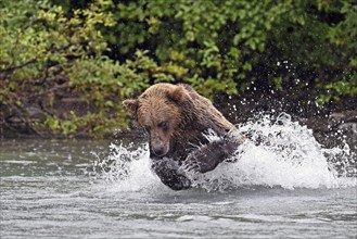 Brown bear (Ursus arctos) hunting for salmon in the water, Lake Clark National Park, Alaska