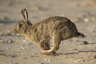 Rabbit (Oryctolagus cuniculus) adult animal running on a beach, Norfolk, England, United Kingdom,