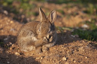 Rabbit (Oryctolagus cuniculus) juvenile baby animal next to its burrow, Suffolk, England, United