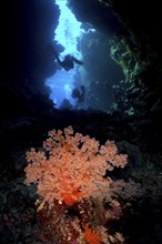 Hemprich's tree coral (Dendronephthya hemprichi) in a cave, diver in the background, dive site St