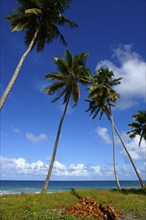 Slender palm trees lean over a tropical beach with visible coconuts, Limon beach, El Limón, El