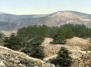 Die Zedern des Libanon, Heiliges Land, um 1890, Historic, digitally restored reproduction from a