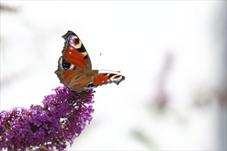 European peacock (Aglais io), on butterfly bush or butterfly-bush (Buddleja davidii), high-key