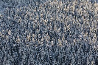 Winter spruce (Picea) (Pinaceae) forest, spruce, pine, snow, winter, Danube valley, Upper Danube