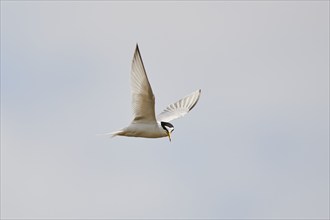 Little tern (Sternula albifrons) flying in the sky, Camargue, France, Europe