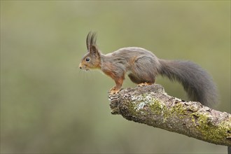 Eurasian red squirrel (Sciurus vulgaris), sitting ready to jump on an old branch, Wilden, North