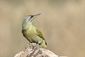 Grey-headed woodpecker (Picus canus), male, looking backwards, sitting on a tree root, North