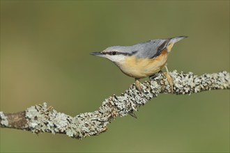 Eurasian nuthatch (Sitta europaea), sitting on a lichen-covered branch, Wilden, North