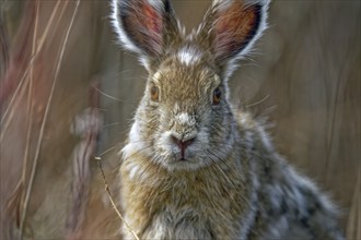 Snowshoe hare (Lepus americanus) changing fur winter, summer, detailed view, Yukon Territory,