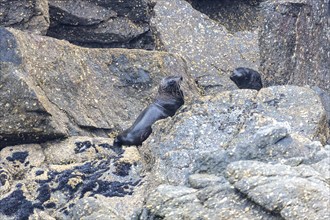 Pinnipeds (Pinnipedia), Colony, Cape Foulwind, New Zealand, Oceania