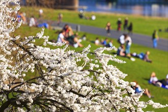 Dresden Spring on the banks of the Elbe in Neustadt