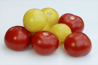 Yellow and red tomatoes (Solanum lycopersicum), Red and yellow tomatoes, vegetables, nightshade