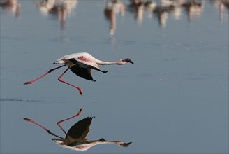 Lesser flamingo (Phoeniconaias minor) Lake Nakuru, Nakuru National Park, lateral, detached, Kenya,