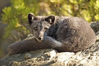 Arctic Fox (Alopex lagopus) (Vulpes lagopus) in summer coat