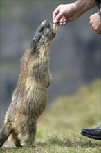 Alpine Marmot (Marmota marmota) beeing feeded with bred, Austria, Alps, Europe