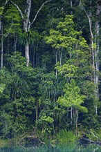 Australian jungle, rainforest with crater lake Lake Eacham, Atherton tablelands, Cairns,