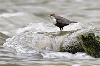 White-throated Dipper (Cinclus cinclus), standing on rock in water, Canton Zurich, Switzerland,