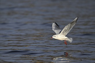 Black-headed Black-headed Gull (Larus ridibundus), in flight, Switzerland, Europe